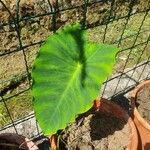 Colocasia gigantea Leaf