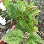 Salvia patens Folha