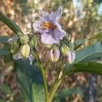 Solanum bonariense Flower