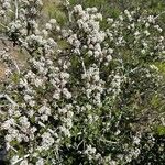 Ceanothus cuneatus Flower