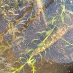 Elodea densa 葉