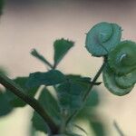 Medicago tornata Blad