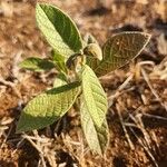 Combretum molle Leaf