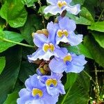 Thunbergia grandiflora Blomst