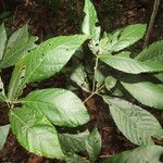 Acalypha apodanthes Leaf