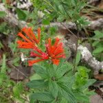 Bouvardia ternifolia Celota