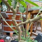 Brugmansia suaveolens Bark