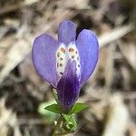 Trichostema dichotomum Kvet