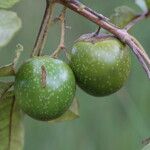 Vitex madiensis Fruto