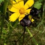 Coreopsis lanceolataফুল