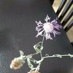 Centaurea paniculata Flower