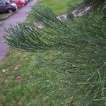 Sequoiadendron giganteum পাতা