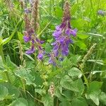 Galega orientalis Lorea