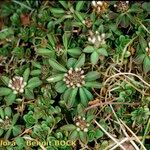 Trifolium bocconei Natur