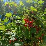 Ribes rubrum Фрукт