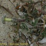 Silene succulenta Flor