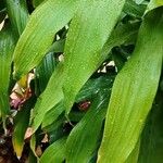 Dracaena fragrans Blad