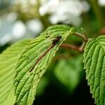 Viburnum plicatum Ліст