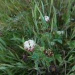 Trifolium hybridum 花