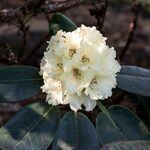 Rhododendron hippophaeoides Flower