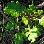 Senecio elegans برگ