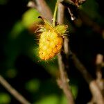 Rubus spectabilis Плід