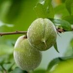Prunus persica Fruit