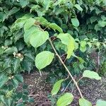 Actinidia arguta Fuelha