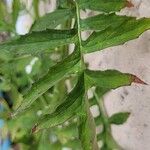 Erechtites valerianifolius Leaf