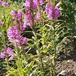 Physostegia virginiana 整株植物