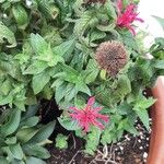 Monarda didyma ഇല