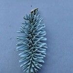 Abies procera Leaf