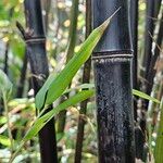 Phyllostachys nigra Corteccia