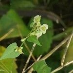 Fallopia dumetorum Hoja