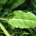 Rumex acetosa Лист