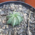 Astrophytum capricorne Кора