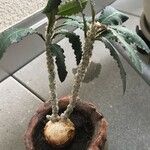 Dorstenia foetida Liść