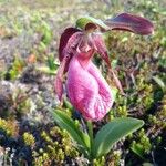 Cypripedium acaule Habit