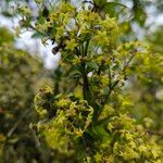 Galium obliquum Flower