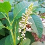 Phytolacca americanaFlower