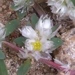 Paronychia polygonifolia Fleur