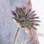 Verbena canadensis Flower