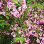 Weigela floridaBloem