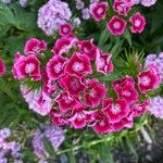 Dianthus barbatusപുഷ്പം