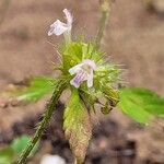 Galeopsis bifida Blüte