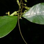 Prestonia quinquangularis