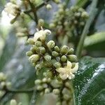 Psychotria wagapensis Flor