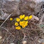 Sternbergia lutea Floare