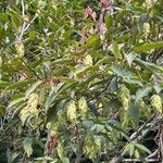 Carpinus japonica Leaf