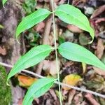 Fontanesia philliraeoides Leaf